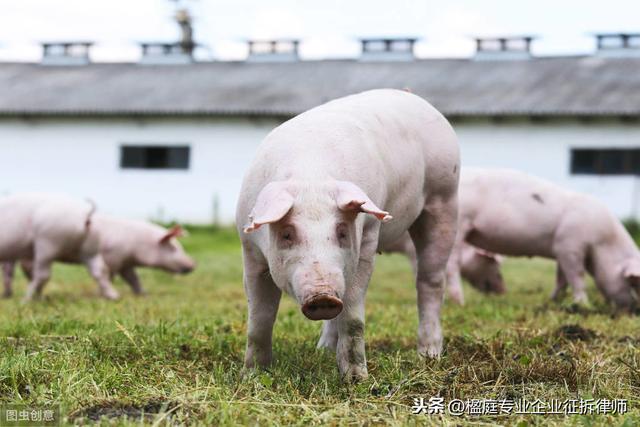 「胜诉分析」行政强制拆除养猪场未履行法定程序被判违法